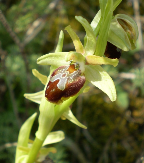 Tutte Ophrys sphegodes?